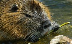 Biberratte (Nutria) Portrait