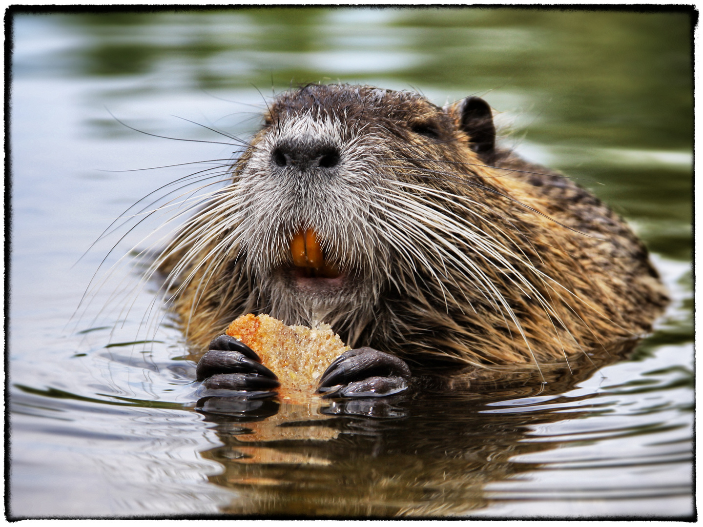 Biberratte oder auch Nutria (Myocastor coypus)