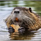 Biberratte oder auch Nutria (Myocastor coypus)