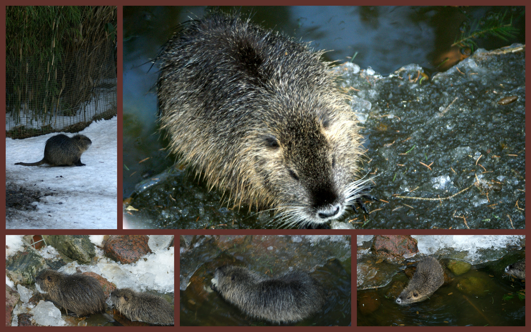 Biberratte oder Sumpfbiber (Nutria )