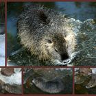 Biberratte oder Sumpfbiber (Nutria )