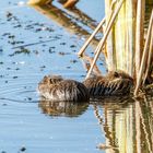 Biberratten