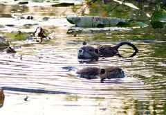 Biberratten /  Nutria  (Myocastor coypus)