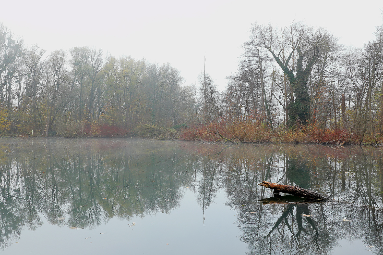 Biberrevier im Nebel