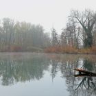 Biberrevier im Nebel