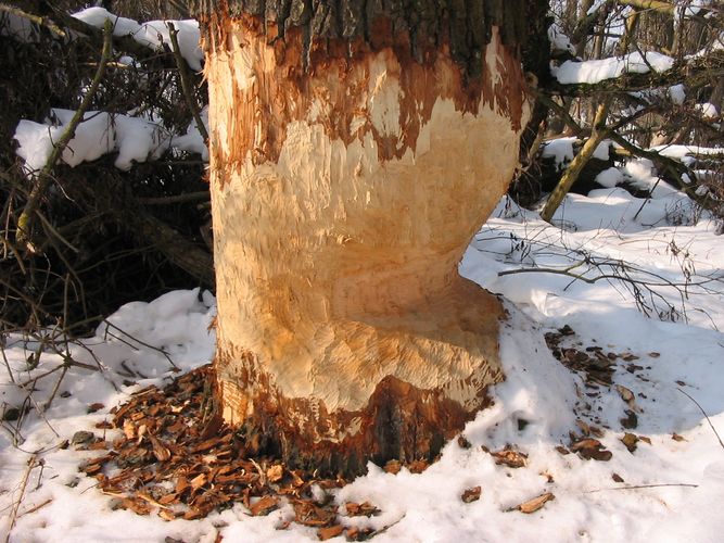 Biber`s kraftvolles Zubeißen