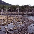 Biberschäden auf Feuerland