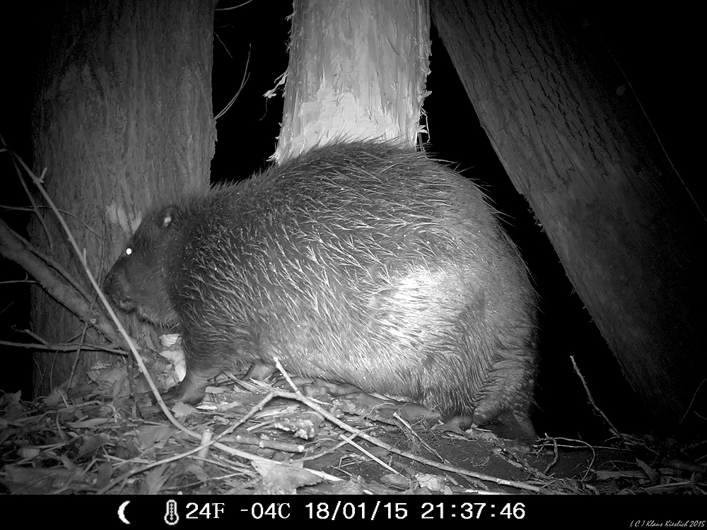 Biberselfi mit der Wildkamera