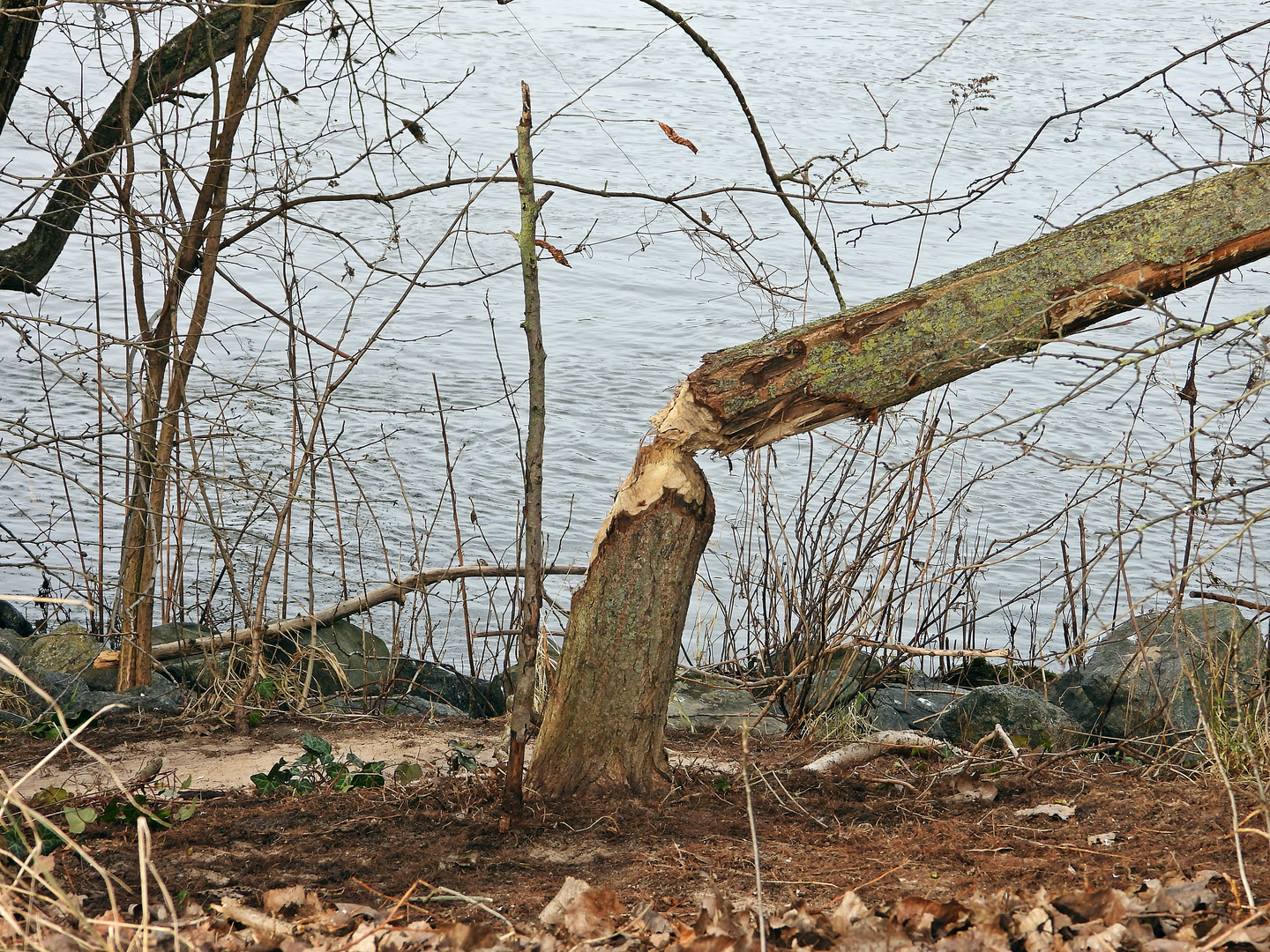 Biberspuren am Mainufer in Rüsselsheim