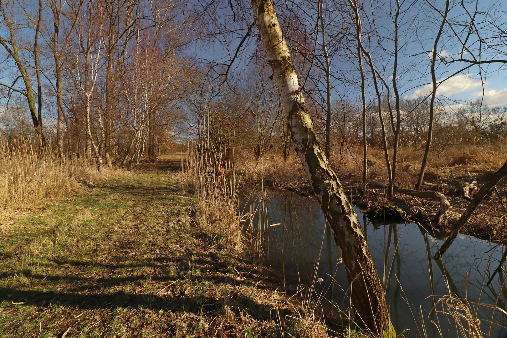 Biberspuren am Ufer