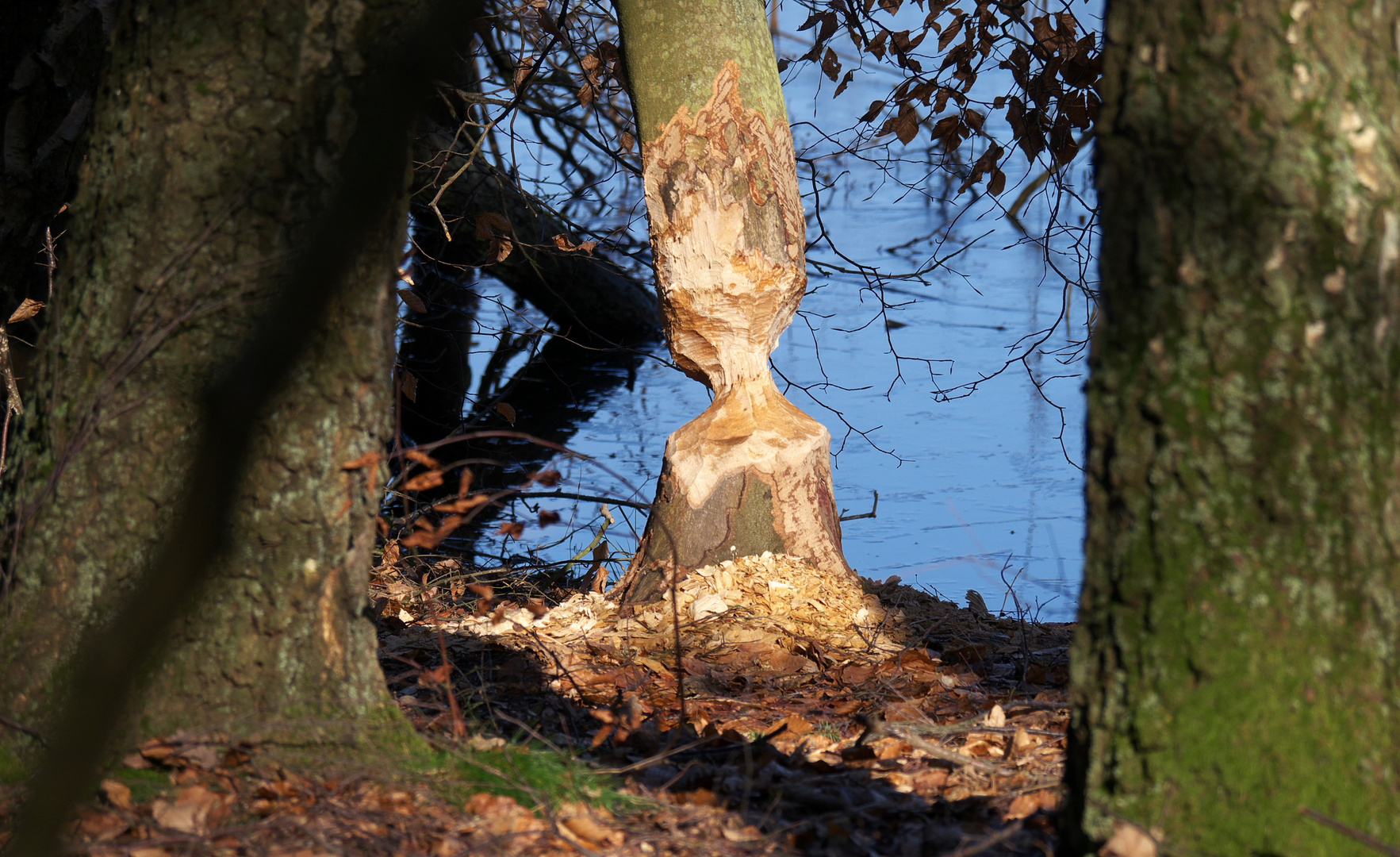 *Biberspuren im Wolinskipark*