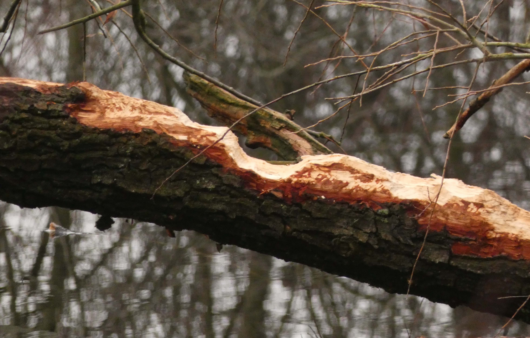 Biberspuren in der Nähe vom Winkel bei Lippborg