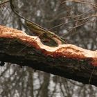 Biberspuren in der Nähe vom Winkel bei Lippborg