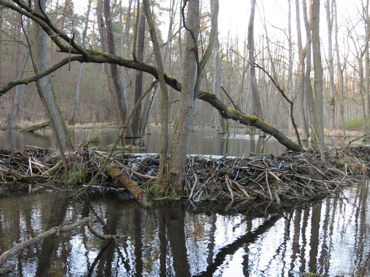 Biberstaudamm 2 im Briesetal