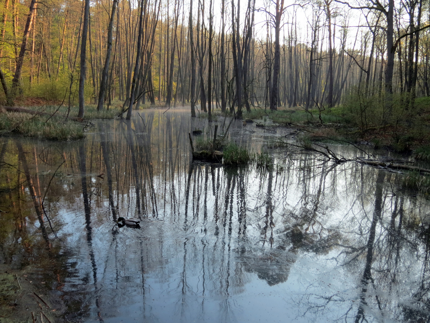 Biberstausee im Briesetal