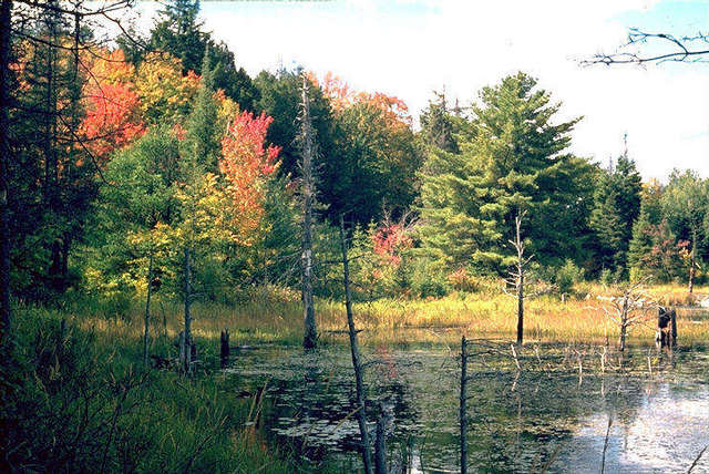 Biberteich im Algonquin-Park in Ontario