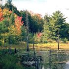 Biberteich im Algonquin-Park in Ontario