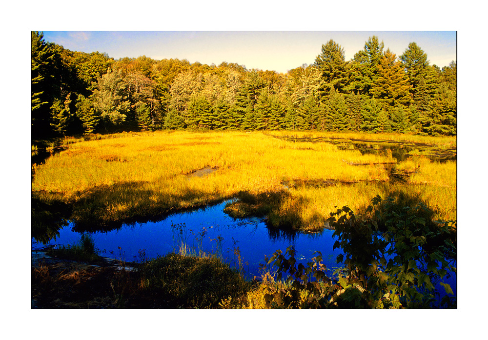 Biberteich im Algonquin Province Park