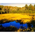 Biberteich im Algonquin Province Park