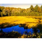 Biberteich im Algonquin Province Park