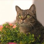 Bibi auf dem Balkon