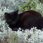 Bibi die Katze meiner Tochter ist Frischluftfanatikerin.