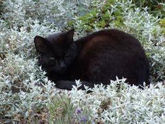 Bibi die Katze meiner Tochter ist Frischluftfanatikerin.