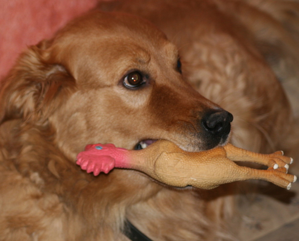 Bibi und Hühnchen