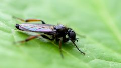 Bibio lanigerus