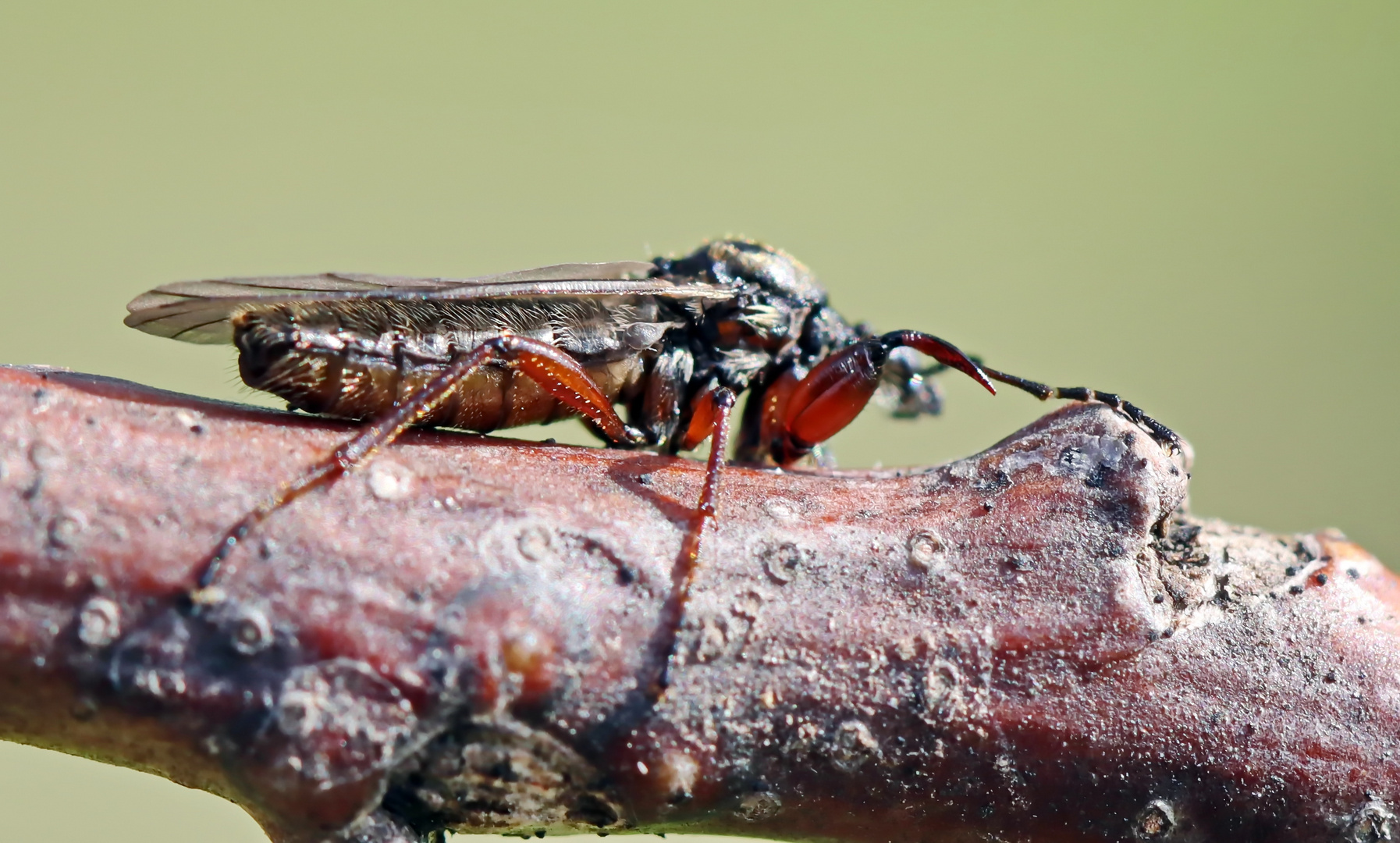 Bibio lanigerus (Wollige Haarmücke)