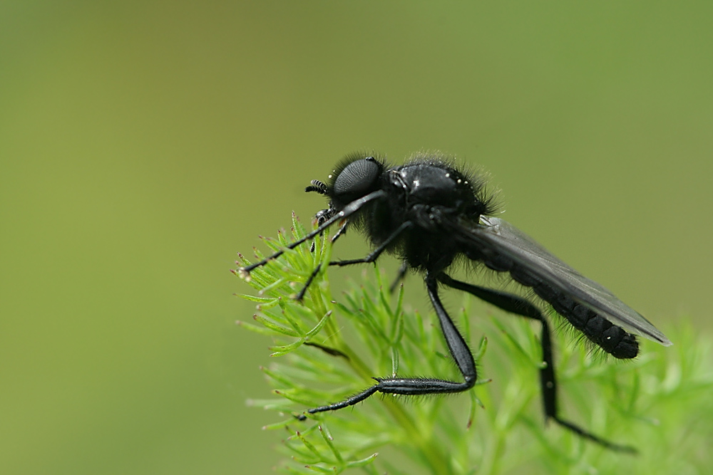 Bibio marci Foto & Bild tiere, wildlife, insekten Bilder auf