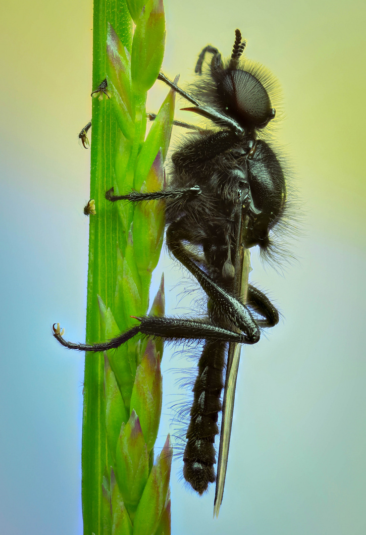 Bibio marci Foto Immagini macro e close up, macro di insetti, macro