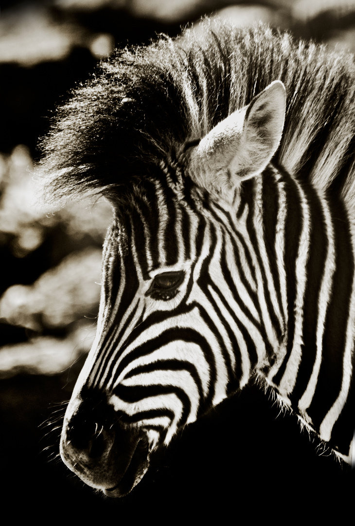 Bibizebra 