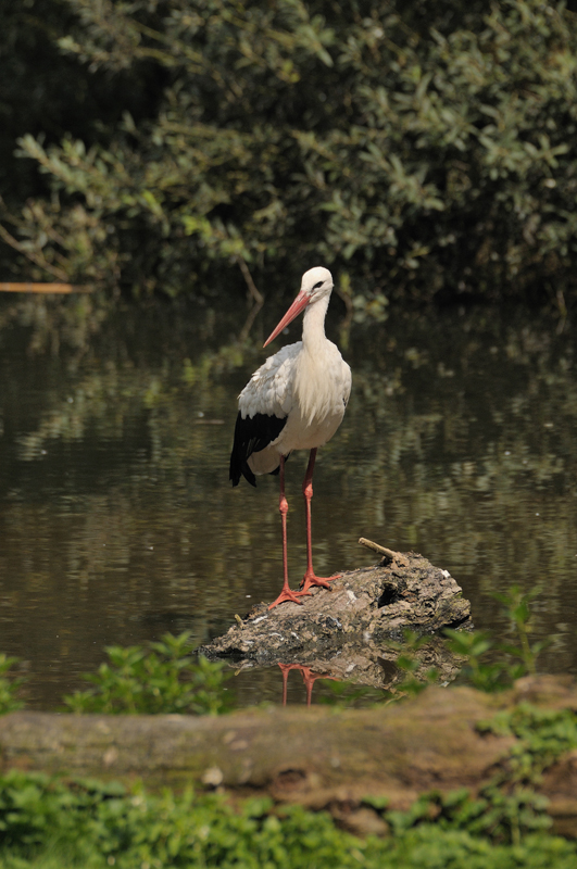 Bibo der Storch