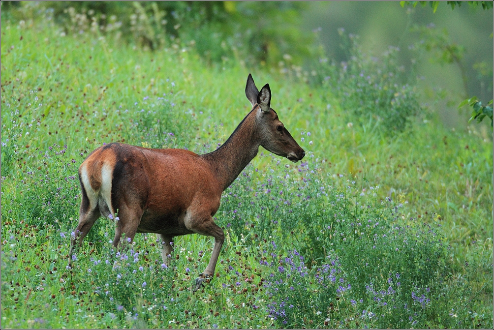 Biche photo et image animaux, animaux sauvages, cervidés sauvages Images