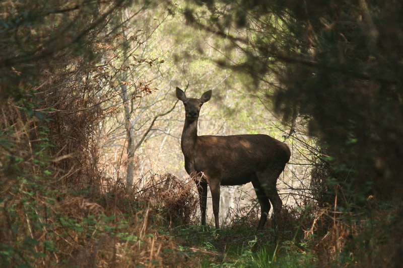 biche à contre jour