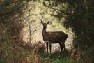 biche à contre jour de marypas 