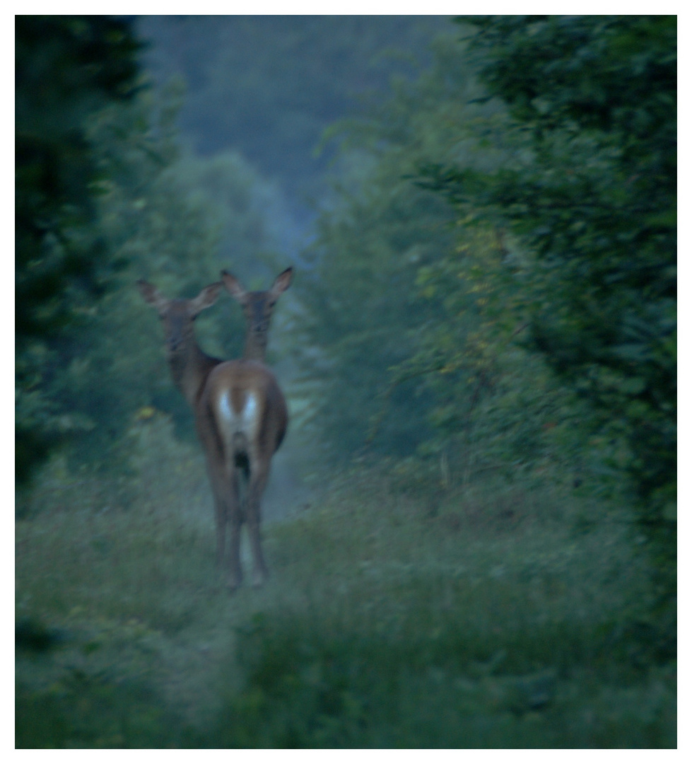 biche à deux tetes