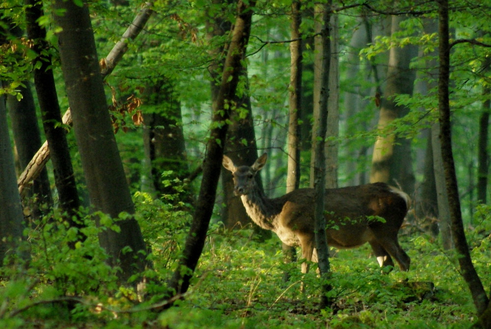 Biche à la Garenne du Roi