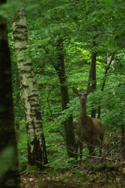 Biche à la Mare Pavée