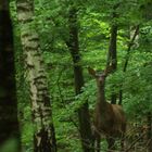 Biche à la Mare Pavée