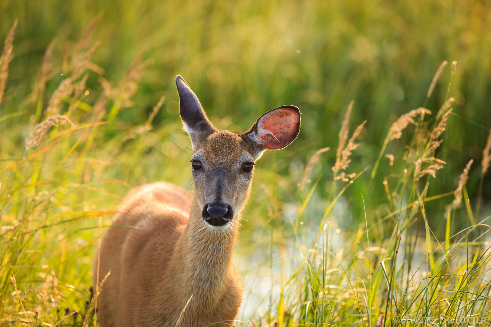 Biche à l'écoute photo et image animaux, animaux sauvages, cervidés sauvages Images