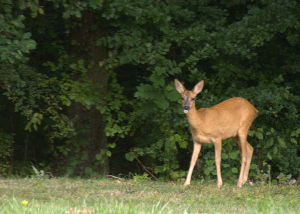 biche au ma biche