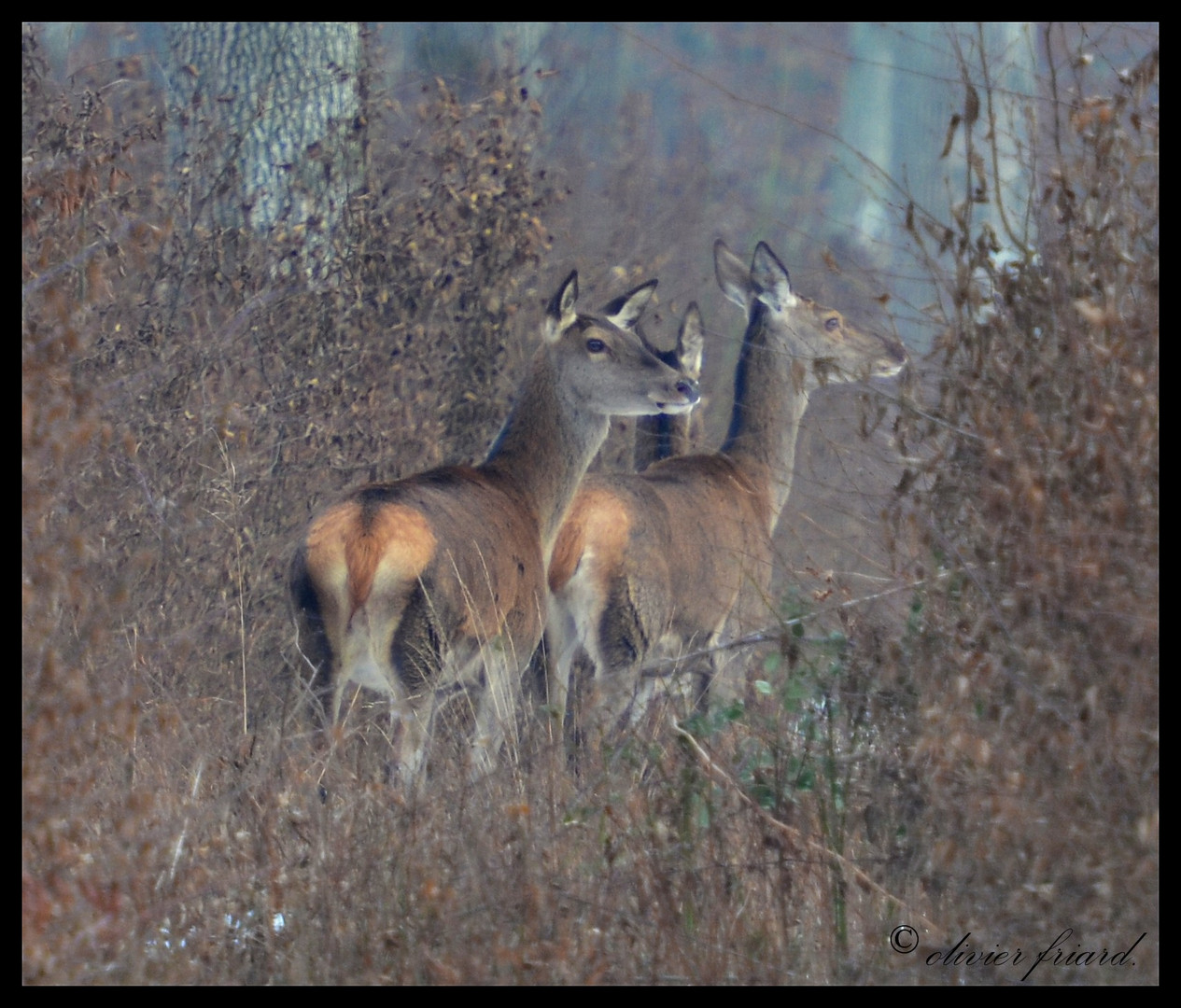 biche au mes biches...