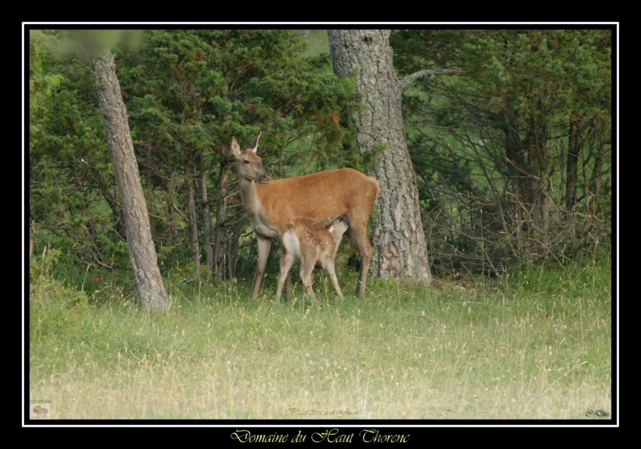 biche avec son faon