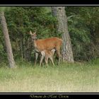 biche avec son faon