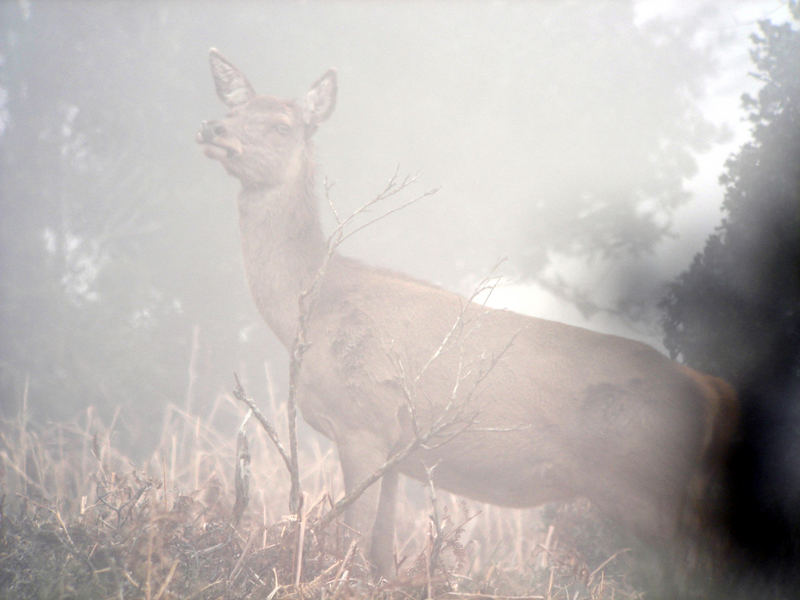 Biche dans la brume