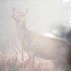 Biche dans la brume