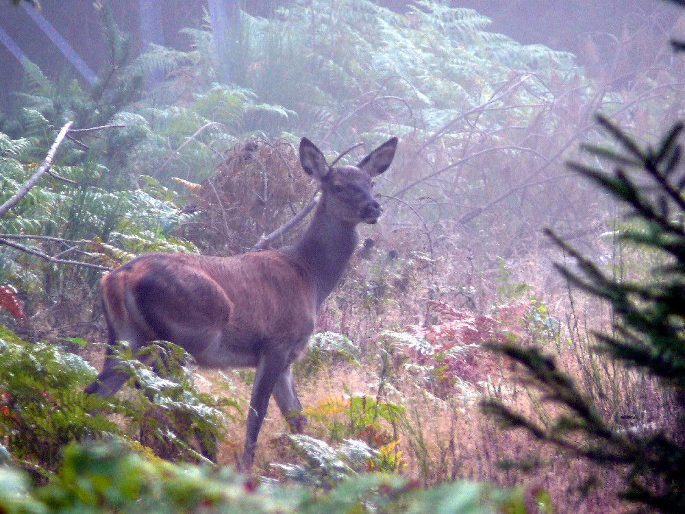 Biche dans la brume