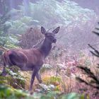 Biche dans la brume